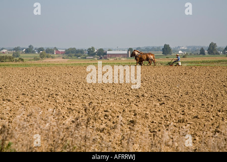 Eine amische junge Pflüge ein Feld mit einem Team von Pferden Stockfoto