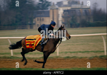 Jockey und Vollblut-Rennpferd von Sir Michael Stoutes Yard, morgendlicher Galopp auf Warren Hill, Newmarket Heath, Suffolk 1990s 1993 UK HOMER SYKES. Stockfoto