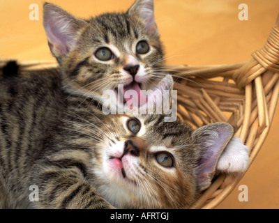 Zwei Tabby acht Wochen altes Kätzchen im Korb Reinigung gegenseitig Stockfoto