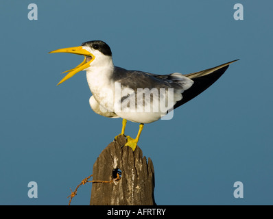 Large-billed Tern Phaetusa simplex Pantanal-Brasilien Stockfoto