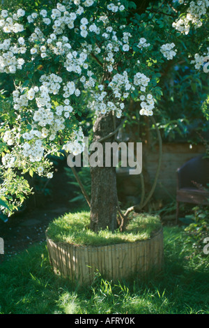 Rosa 'Filipes Kiftsgate' in kreisförmigen Hochbeet Stockfoto