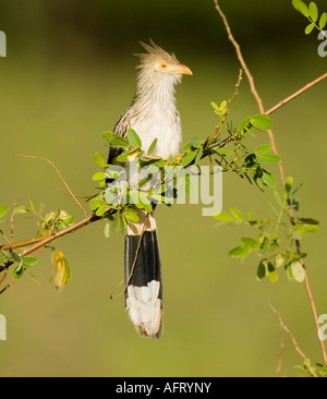 Guira Kuckuck Guira Guira Pantanal-Brasilien Stockfoto