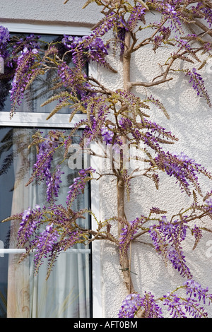 WISTERIA SINENSIS (CHINESISCHER BLAUREGEN; CHINESISCHE KIDNEY-BOHNEN) Stockfoto