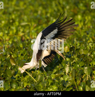 Amerikanische Holz Storch Landung Mycteria Americana-Pantanal-Brasilien Stockfoto