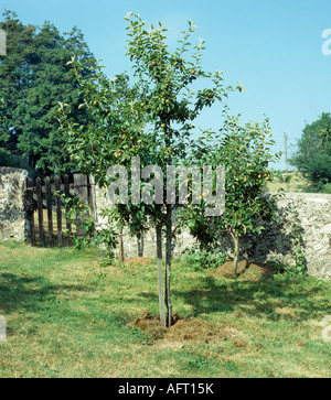 Young apple tree mulched with grass cuttings in walled domestic orchard Stockfoto
