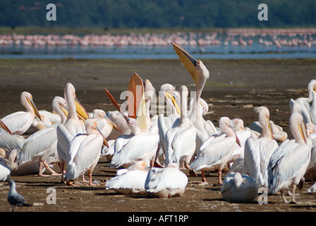 Weiße Pelikane Pflege und putzen sich am Ufer des Lake Nakuru Lake Nakuru National Park-Kenia Stockfoto