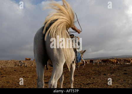 Eine israelische Rinder Herder montiert auf einem Pferd im nördlichen Israel Golanhöhen Stockfoto