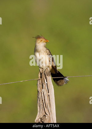 Guira Kuckuck Guira Guira Pantanal-Brasilien Stockfoto