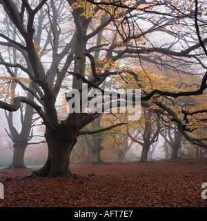 Frithsden Beeches Fagus sylvatica an einem frühen Herbstmorgen im Oktober Ashridge Hertfordshire Stockfoto