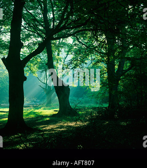 Frithsden Beeches Fagus sylvatica an einem frühen Herbstmorgen im Oktober Ashridge Hertfordshire Stockfoto