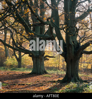 Alte Buche Baum Hertfordshire auf Misty Morning Stockfoto