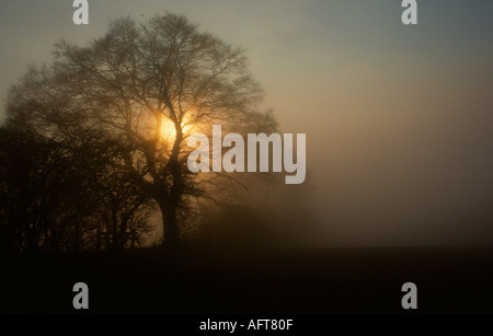 Alte Buche Baum Hertfordshire auf Misty Morning Stockfoto