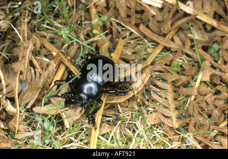 Die blutige Nase Käfer Timarcha Tenebricosa zu Fuß über trockene bracken Stockfoto