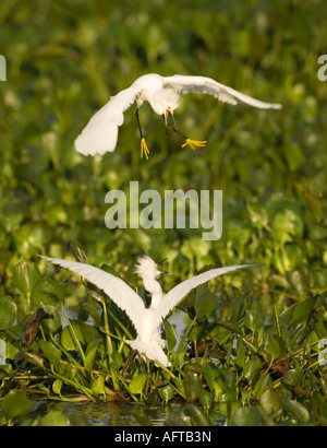 Snowy Reiher Streitereien Egretta unaufger Pantanal-Brasilien Stockfoto