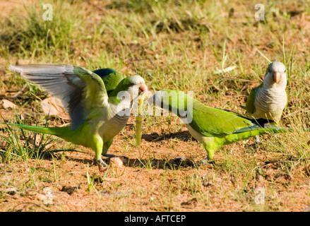 Mönch Sittiche Myiopsitta Monachus Pantanal-Brasilien Stockfoto