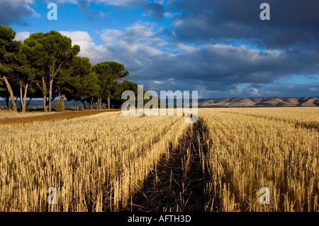 Australien, South Australia, McLaren Vale, Heu-Feld Stockfoto