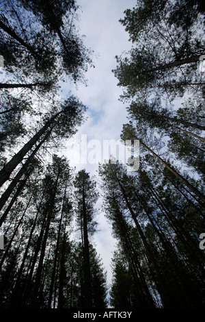 Blick zum Krone von Koniferen, Thetford Forest Park, Norfolk, Großbritannien Stockfoto