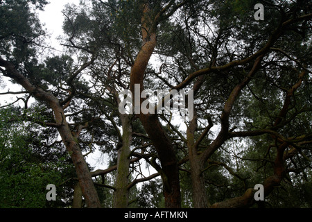 Waldkiefern, Thetford Forest Park, Norfolk, Großbritannien Stockfoto