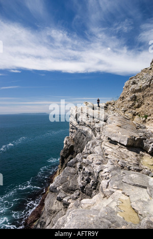 Der fossile Wald in der Nähe von Lulworth Cove, Dorset, Großbritannien Stockfoto