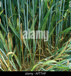 Mehltau (Erysiphe graminis f.sp. Tritici) auf Weizenpflanzen in Ear Belgium Stockfoto