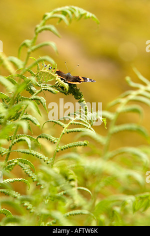 Roter Admiral Schmetterling auf Farn, Fairhaven Woodland und Wassergarten, Norfolk, Großbritannien Stockfoto