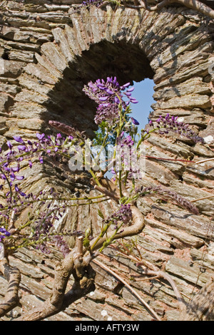 WISTERIA SINENSIS (CHINESISCHER BLAUREGEN; CHINESISCHE KIDNEY-BOHNEN) AN HESTERCOMBE GARDEN SOMERSET IN ENGLAND Stockfoto