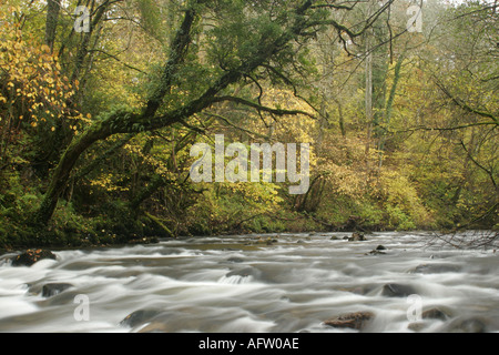 ENGLAND Cumbria Lake District National Park das schnell fließende Wasser des Cald Beck durch Dentonside Wood Stockfoto