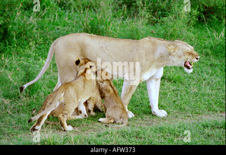 East African oder Masai Löwin säugende Jungtiere, Panthera Leo Nubica, Masai Mara, Kenia, Ostafrika Stockfoto