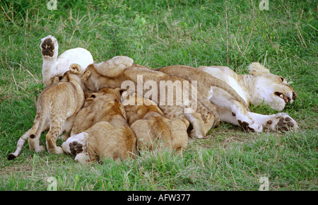 East African oder Masai Löwin säugende Jungtiere, Panthera Leo Nubica, Masai Mara, Kenia, Ostafrika Stockfoto