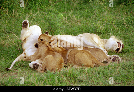 East African oder Masai Löwin säugende Jungtiere, Panthera Leo Nubica, Masai Mara, Kenia, Ostafrika Stockfoto