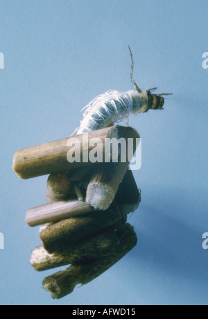 Köcherfliegen-Larven bei fragmentierten rush Stockfoto