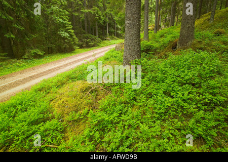 Alte Straße durch einen finnischen Wald in der Nähe von Torsby in Värmland Grafschaft Schweden Stockfoto