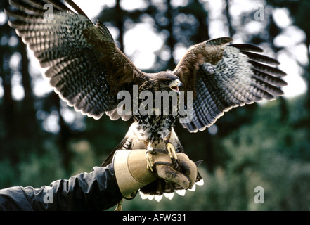 British School of Falconry Gleneagles Schottland. Harris Hawk auf Handschuhen. 1990S UK HOMER SYKES Stockfoto