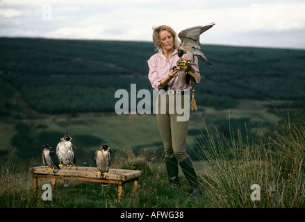 Emma Ford von der British School of Falknerry in Gleneagles Scotland mit Harris Hawk Birds of Prey. 1990ER 1997 UK HOMER SYKES Stockfoto