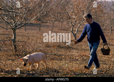 Trüffeljagd mit einem Schwein Cahors Frankreich 1990er Jahre Europa um 1995. HOMER SYKES Stockfoto