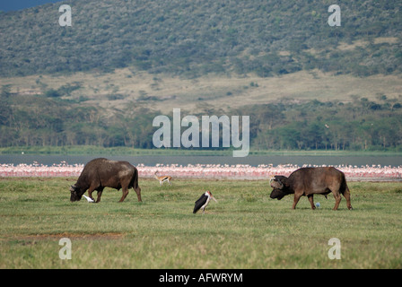 Afrikanische Büffel auf dem Ufer von Lake Nakuru Lake Nakuru Nationalpark Kenia in Ostafrika Stockfoto