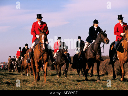 Foxhunting. Belvoir Jagd Leicestershire England Fuchs Jagd mit Hunden in Großbritannien. HOMER SYKES Stockfoto