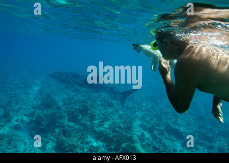 Malediven Ari Atoll zwei Schnorchler beobachten einen Walhai Rhincodon typus Stockfoto