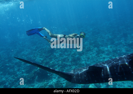 Mann, Schnorcheln und Schwimmen im Ari Atoll, Malediven Walhai (Rhincodon Typus) zu beobachten. Stockfoto