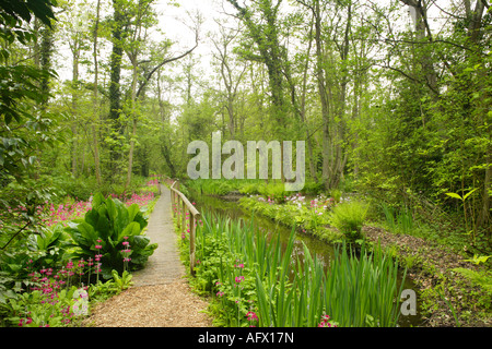 Trail durch Fairhaven Wald und Wasser-Garten (Kandelaber Primeln blühen), Norfolk, Großbritannien Stockfoto
