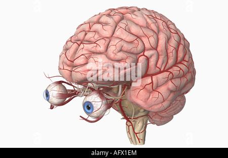 Die Arterien des Gehirns und der Augen Stockfoto