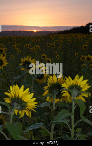 Sonnenblumen Helianthus Annuus wandte sich die Sonne in den östlichen Himmel in einem Feld von Blumen Sonne nur durchbrechen Stockfoto