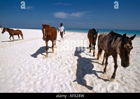 Bahamaische Mann viel Miete Pferde am Strand im Pink Sands Hotel in Harbour Island Bahamas Stockfoto
