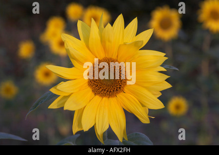 Sonnenblume Helianthus Annuus Kopf nach warmen Morgenlicht am frühen Morgen im Feld von Sonnenblumen Stockfoto