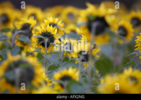 einzelne Blüte von hinten erschossen isoliert in einem Feld von Sonnenblumen Helianthus annuus Stockfoto