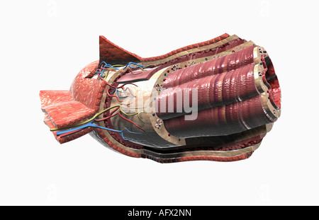 Verdauungsfördernde Rohr Histologie Stockfoto