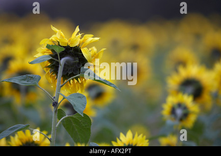 einzelne Blüte unter Feld von Sonnenblumen Helianthus Annuus Blick in Richtung Horizont von hinten erschossen Stockfoto