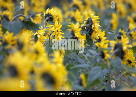 Blütenköpfchen gedreht von der Seite in einer Reihe von Sonnenblumen Helianthus Annuus Blick in Richtung Horizont im frühen Morgenlicht Stockfoto