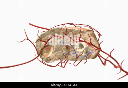 Sektionaltore Anatomie des Eierstocks Stockfoto