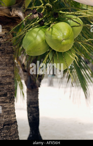 Nahaufnahme der Kokosnüsse wachsen auf Baum-Philippinen-Bohol-Visayas Stockfoto